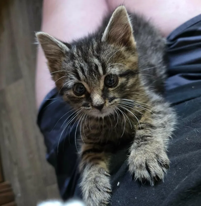 A baby small-sized male Domestic Short Hair cat named George for adoption in Fond Du Lac, WI