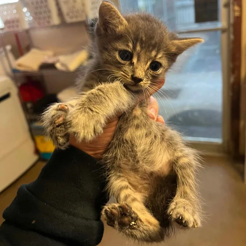 A baby small-sized male Gray / Blue / Silver Domestic Short Hair cat named Skewer for adoption in Stephenville, TX
