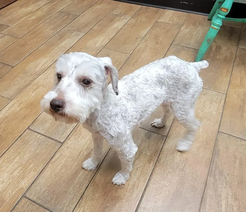 An adult small-sized female White / Cream Miniature Schnauzer dog named Maggie for adoption in Van Alstyne, TX