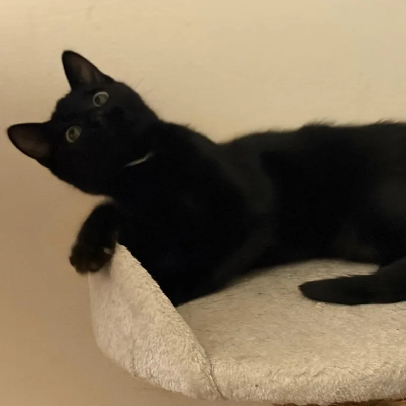 A baby small-sized female Black Domestic Short Hair cat named Batgirl for adoption in West Des Moines, IA