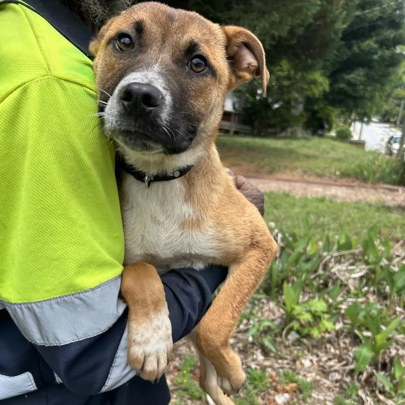 A young medium-sized male Brown / Chocolate Pit Bull Terrier dog named Moe for adoption in Greensboro, NC