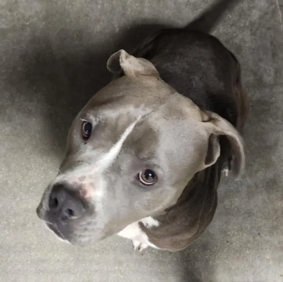 A young large-sized female Pit Bull Terrier dog named Blue for adoption in Los Angeles, CA