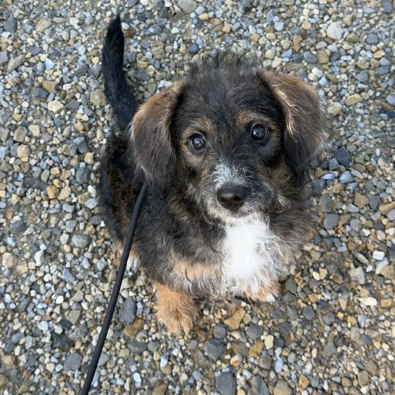 A baby small-sized male Brown / Chocolate Mixed Breed dog named Chocolate for adoption in Marshalltown, IA