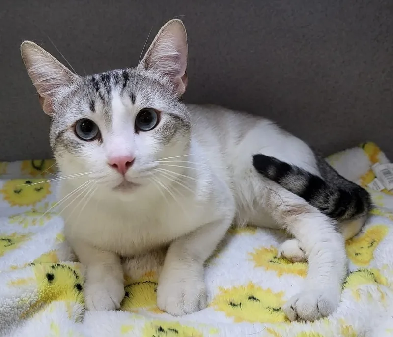 An adult medium-sized male Gray & White Domestic Short Hair cat named Tato for adoption in Canon City, CO