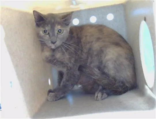 A young medium-sized female Domestic Short Hair cat named A for adoption in Gardena, CA
