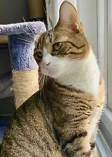 An adult small-sized male Domestic Short Hair cat named Topher for adoption in Madison, NJ