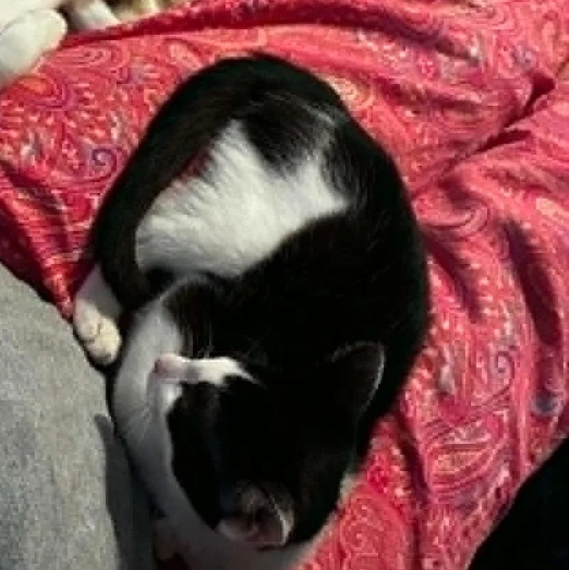 Croissant