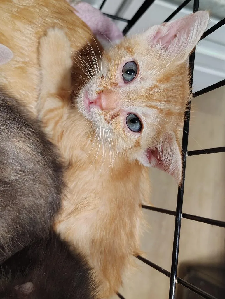 Butterscotch