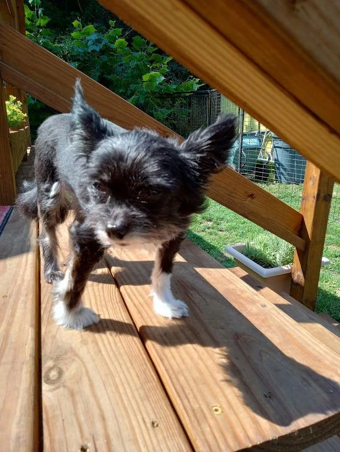 Les Nessman ~ Sanctuary thumbnail 2