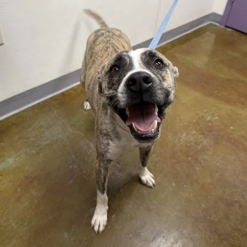 An adult medium-sized male Brown / Chocolate Pit Bull Terrier dog named Apollo for adoption in Albuquerque, NM