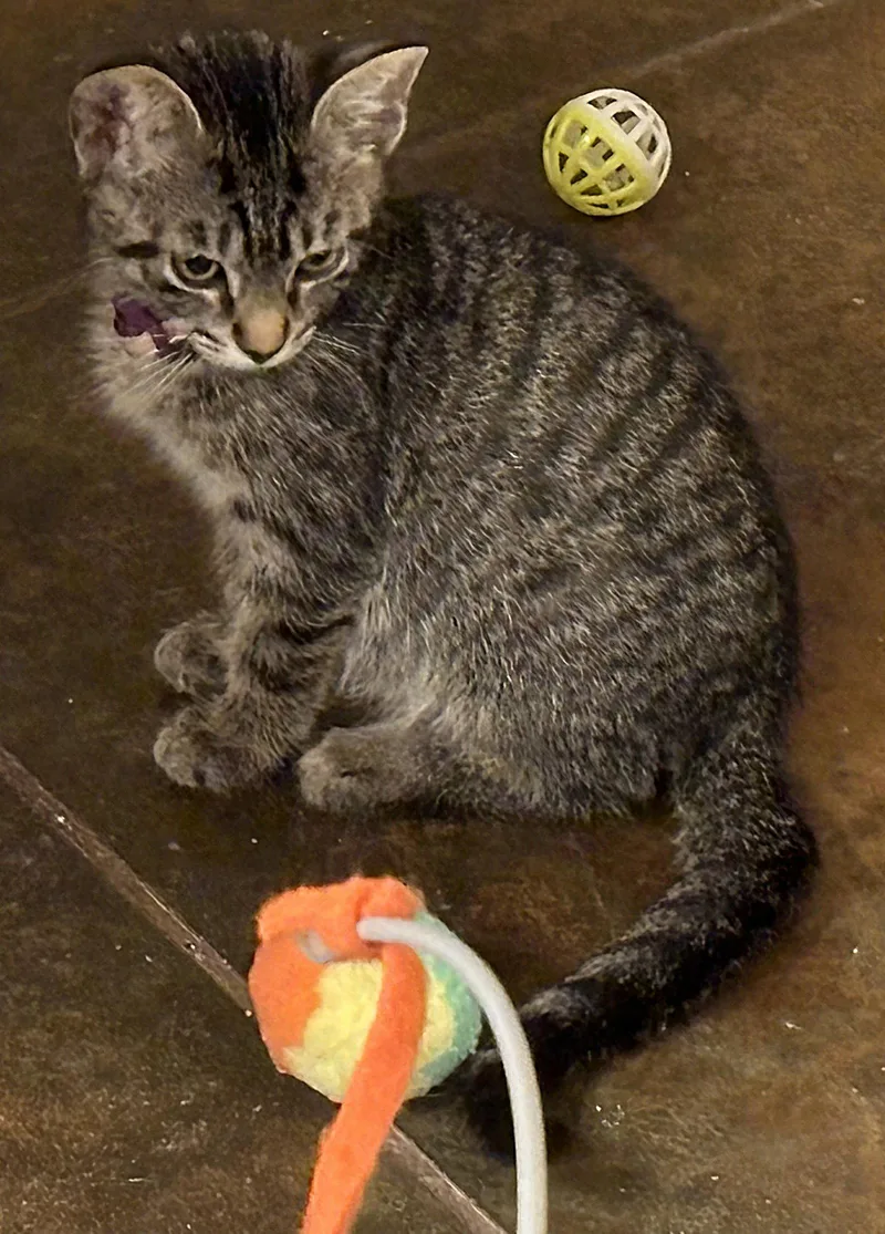 A baby medium-sized male Brown / Chocolate Domestic Short Hair cat named Oregano for adoption in Oviedo, FL