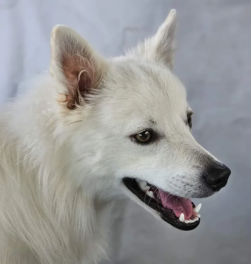 Finnegan Aka Finn thumbnail 3