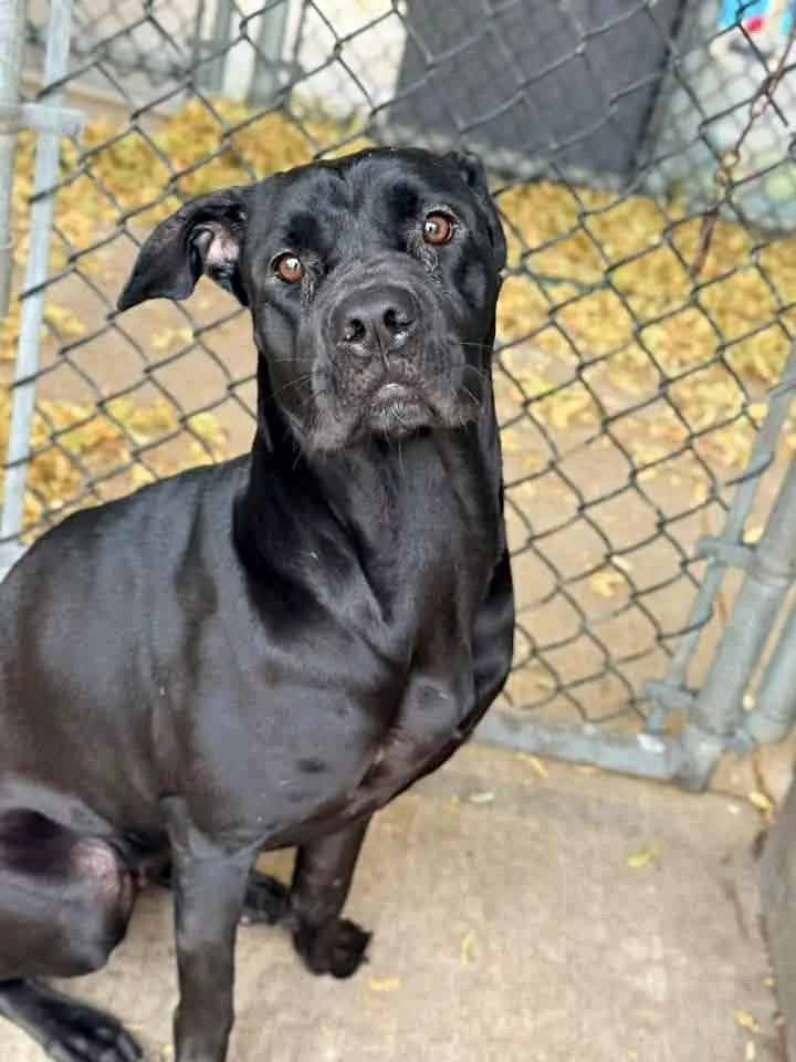 An adult medium-sized female Black Pit Bull Terrier dog named Colie for adoption in Chicago, IL