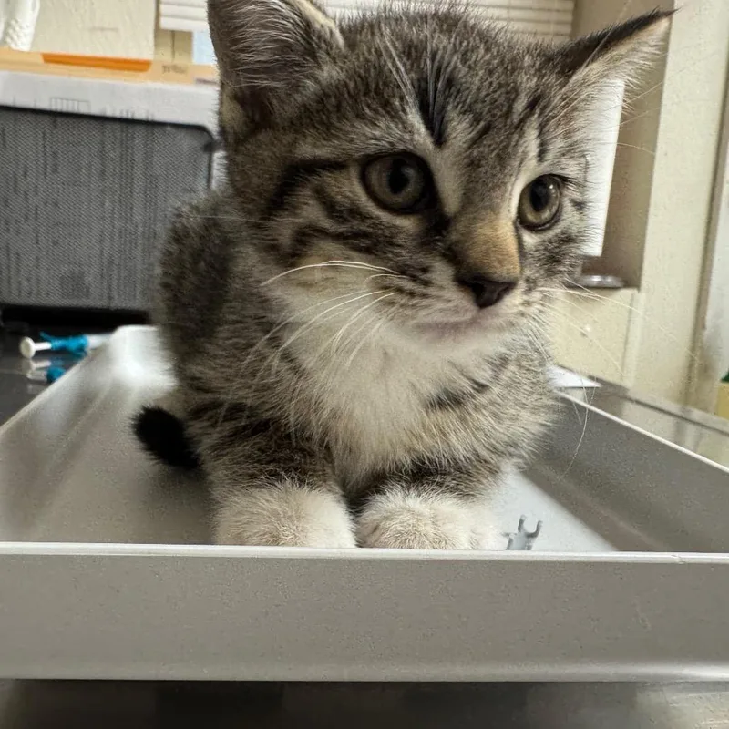 A baby small-sized male Brown / Chocolate Domestic Short Hair cat named Bibbidibobbidiboo for adoption in Pekin, IL