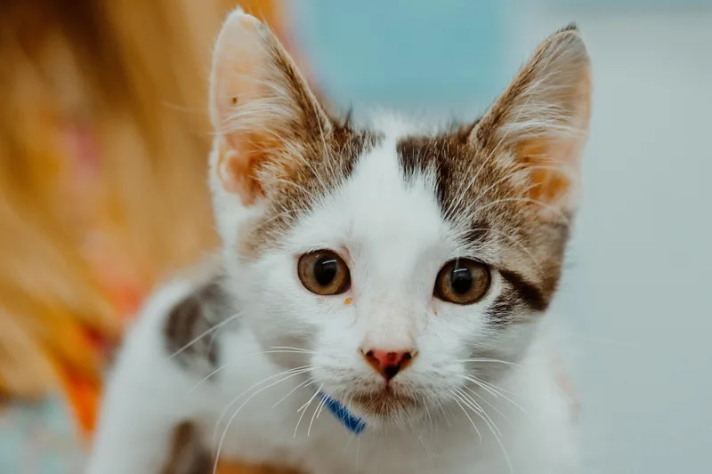 A baby medium-sized male White Domestic Short Hair cat named Salty for adoption in Le Mars, IA