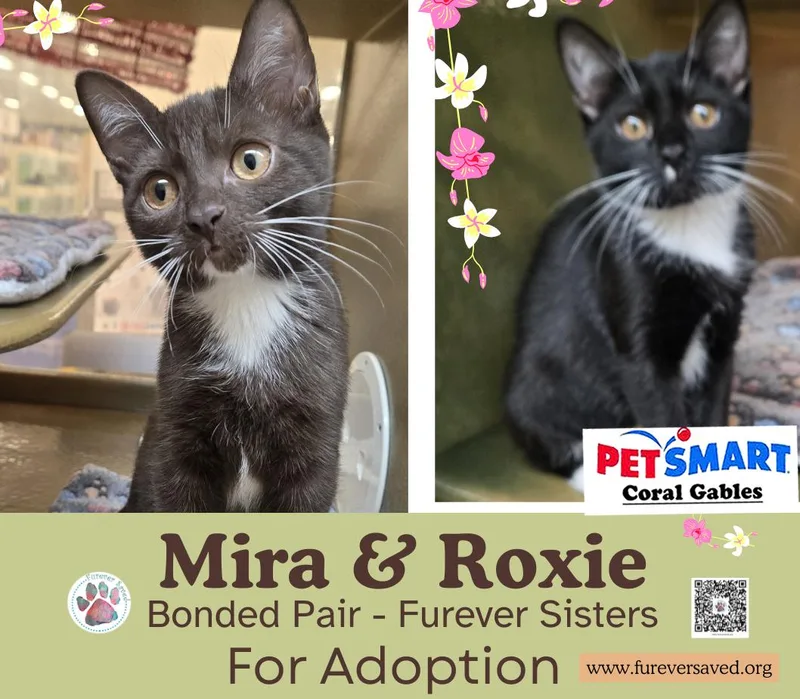 A baby small-sized female Black & White / Tuxedo Domestic Short Hair cat named Mira and Roxie for adoption in Miami, FL