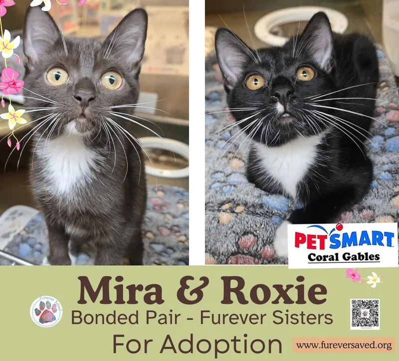 Mira and Roxie  thumbnail 2
