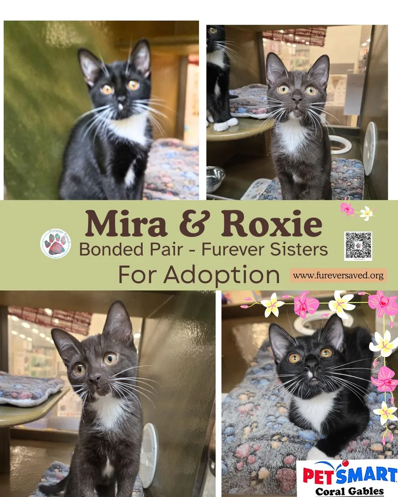 Mira and Roxie  thumbnail 3