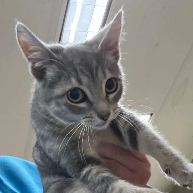 A baby small-sized female Gray / Blue / Silver Domestic Short Hair cat named Peggy for adoption in Hattiesburg, MS