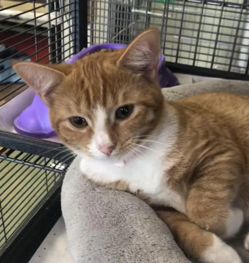 A baby medium-sized female White Domestic Short Hair cat named Maxine for adoption in Parma, OH