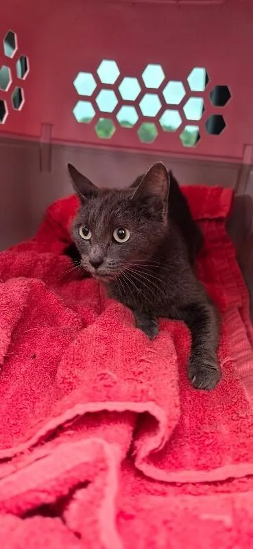An adult medium-sized female Gray / Blue / Silver Russian Blue cat named Scarlet for adoption in Mobile, AL