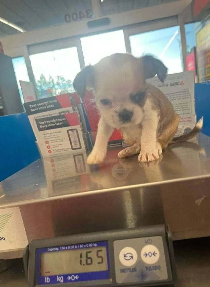 A baby small-sized male Boston Terrier dog named Teddie for adoption in New York, NY