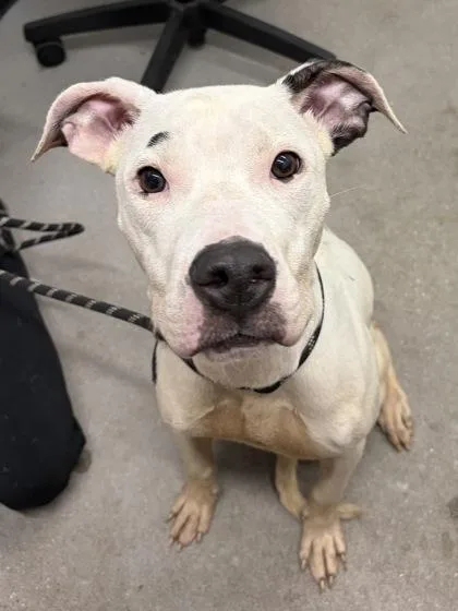 An adult large-sized female Mixed Breed dog named Alicent for adoption in West Chester, PA