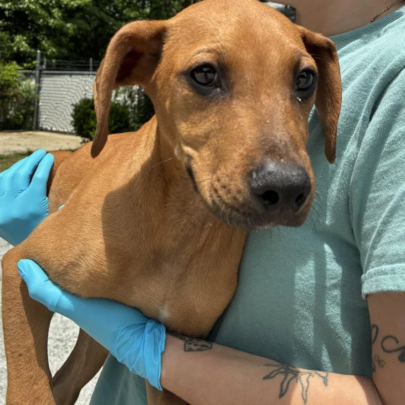 A baby small-sized male Brown / Chocolate Boxer dog named Sylvester for adoption in Columbus, NC
