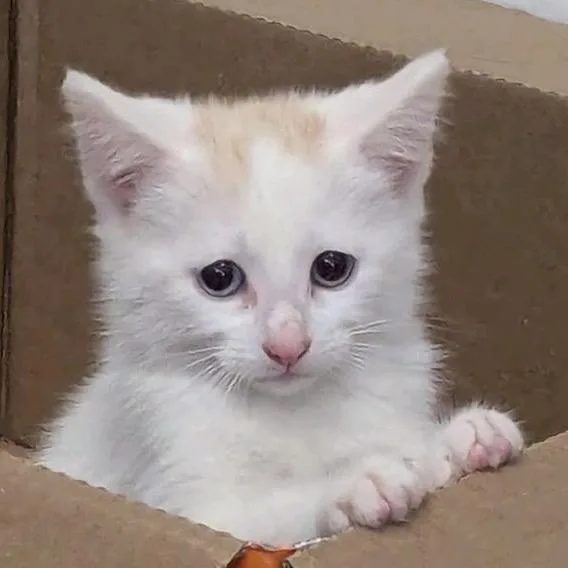 A young small-sized female White Domestic Medium Hair cat named Darla for adoption in Denison, TX