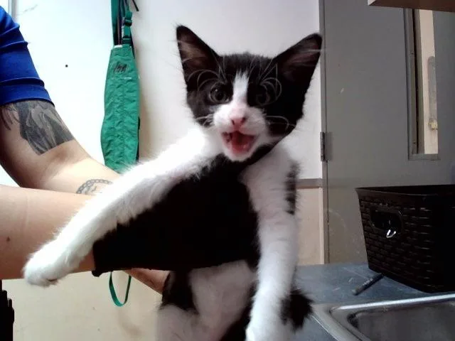 A baby small-sized male Domestic Short Hair cat named A for adoption in Martinez, CA