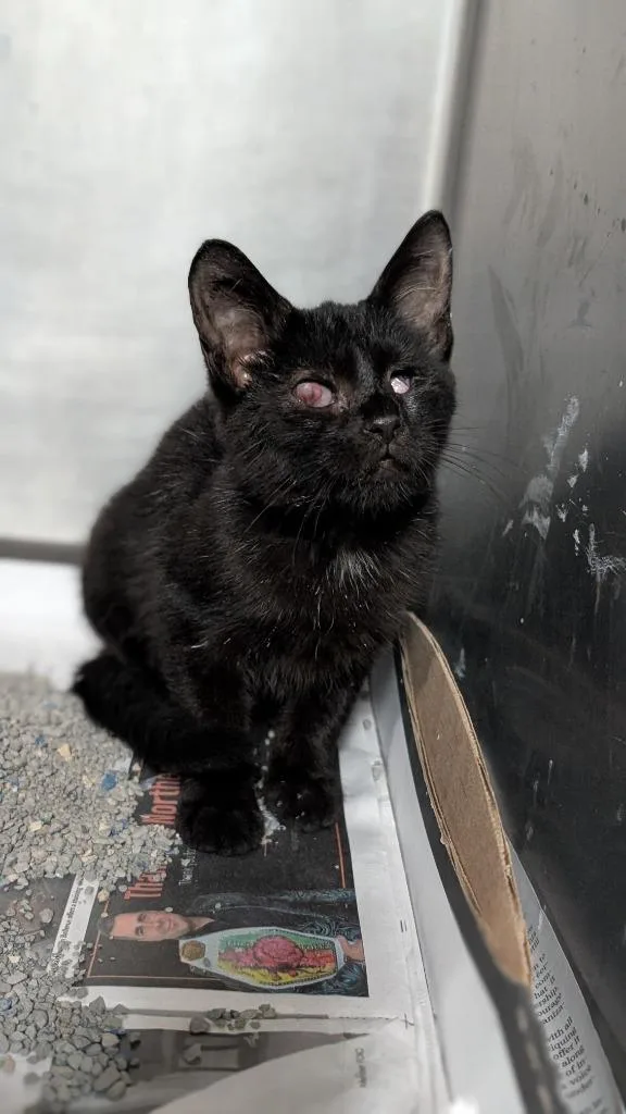 A baby medium-sized female Domestic Short Hair cat named Black Widow for adoption in Cincinnati, OH