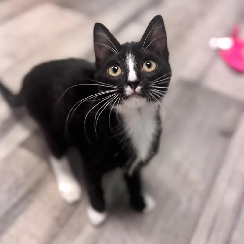 A baby small-sized female Black Domestic Short Hair cat named Hershey for adoption in Brownsboro, AL