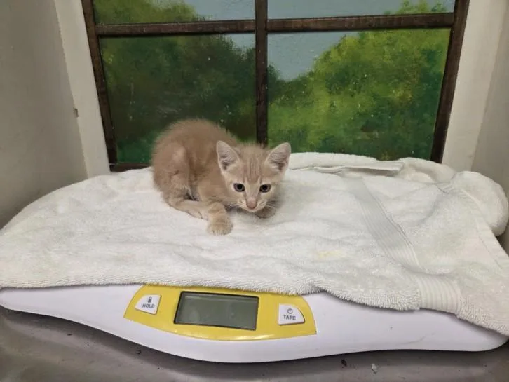 A baby small-sized male Domestic Short Hair cat named Luxio for adoption in Houston, TX