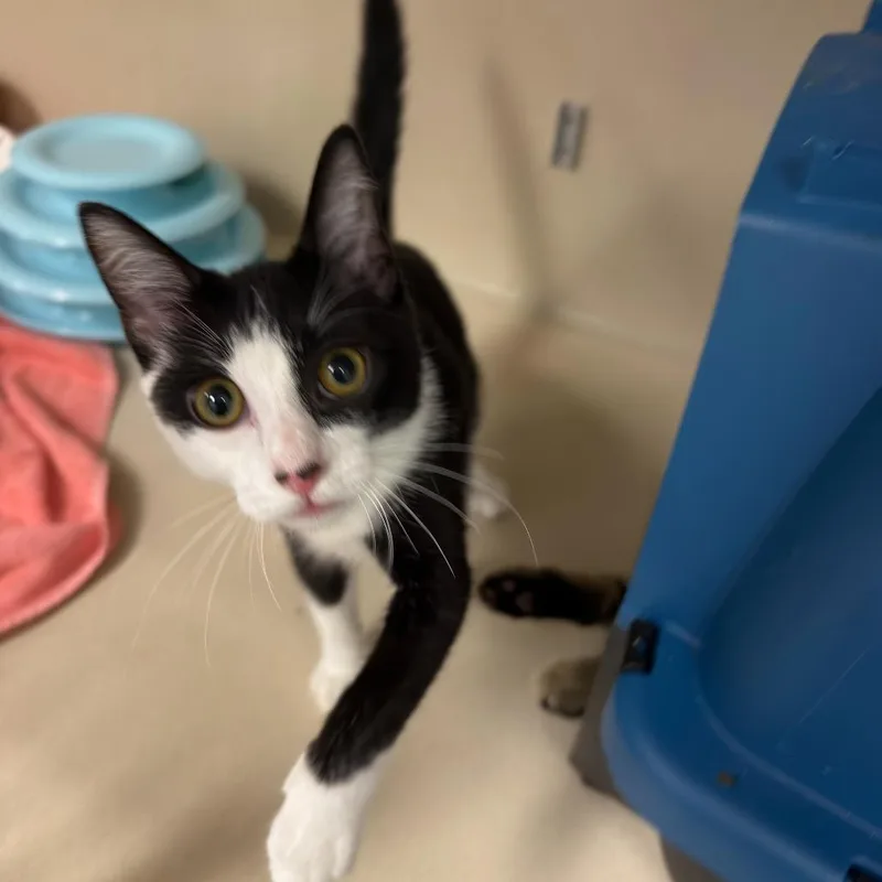 A baby small-sized female Black Domestic Short Hair cat named Mouse for adoption in Houston, TX