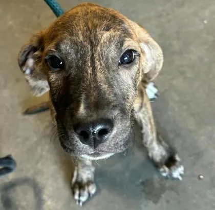 A baby medium-sized male Plott Hound dog named Dexter for adoption in Clinton, MO