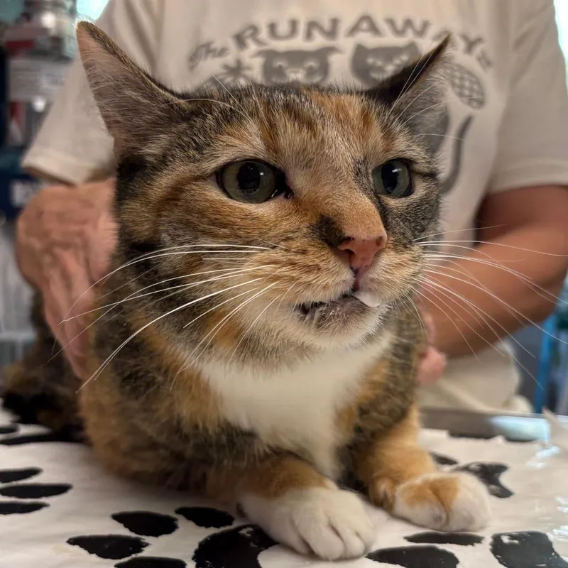 An adult medium-sized male Calico Domestic Short Hair cat named Jazz for adoption in Port Richey, FL