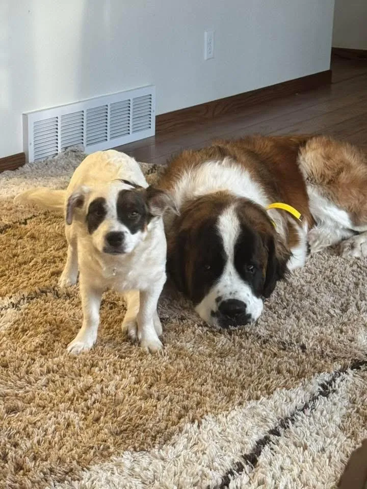 A baby small-sized female Shih Tzu dog named Arrow for adoption in Bristol, WI