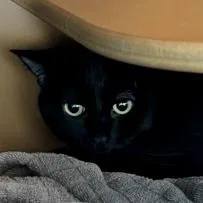 An adult small-sized male Domestic Short Hair cat named Hades for adoption in Burlington, WA