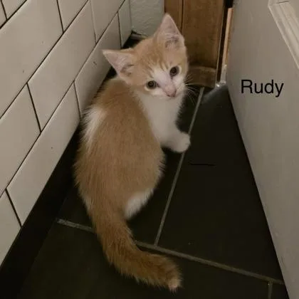 Rudy