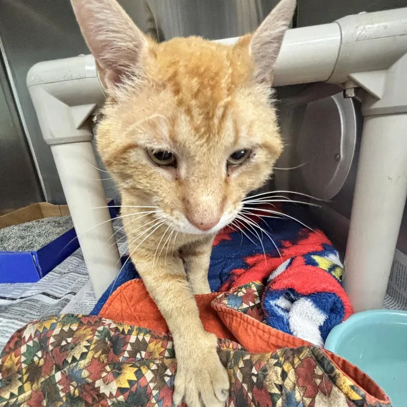 An adult large-sized male Orange / Red Domestic Short Hair cat named Morris for adoption in Belleville, IL