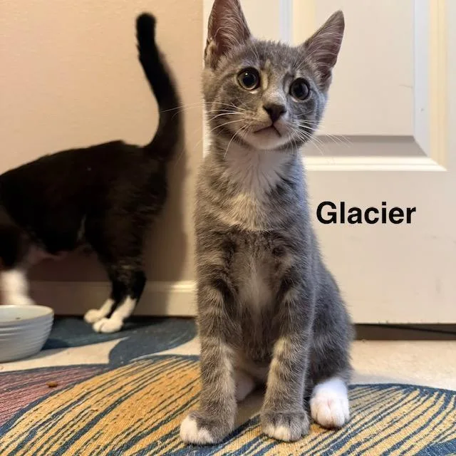 A baby large-sized male Gray / Blue / Silver Domestic Short Hair cat named Glacier for adoption in Olympia, WA