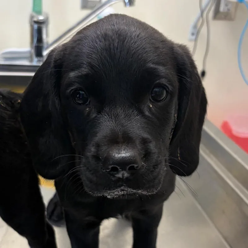 A baby medium-sized male Black Mixed Breed dog named Ammo for adoption in Red House, WV
