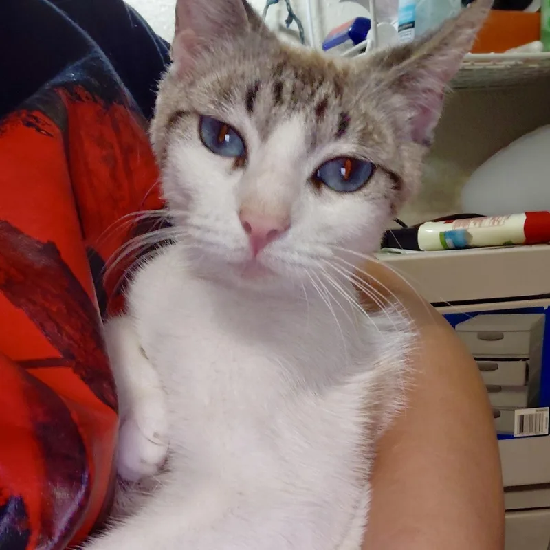 A young medium-sized female Cream Point Siamese cat named Hermosa for adoption in Liverpool, TX