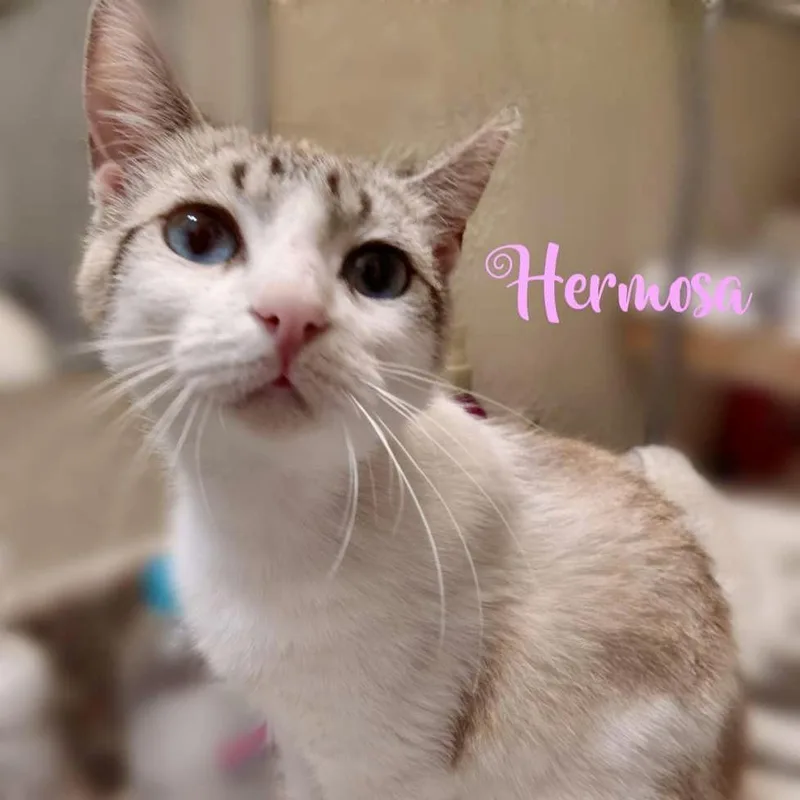 Hermosa thumbnail 2