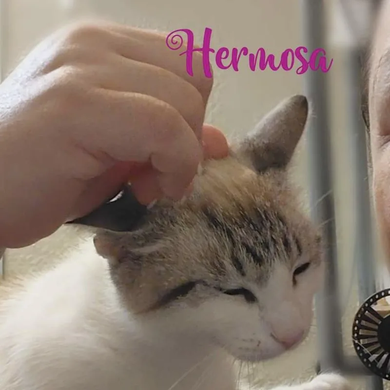 Hermosa thumbnail 3