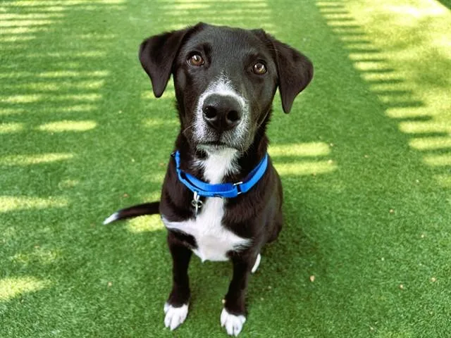 Oscar