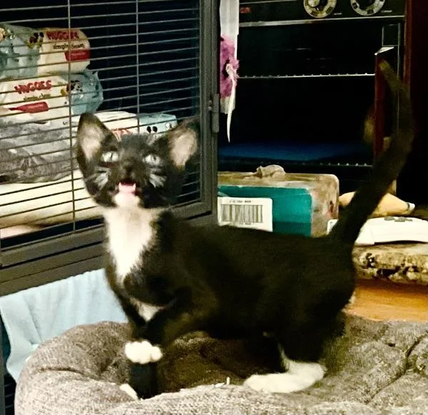 A baby small-sized male Domestic Short Hair cat named Miles for adoption in San Diego, CA