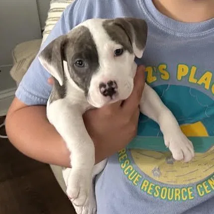A baby medium-sized male American Staffordshire Terrier dog named Joel for adoption in Midlothian, VA
