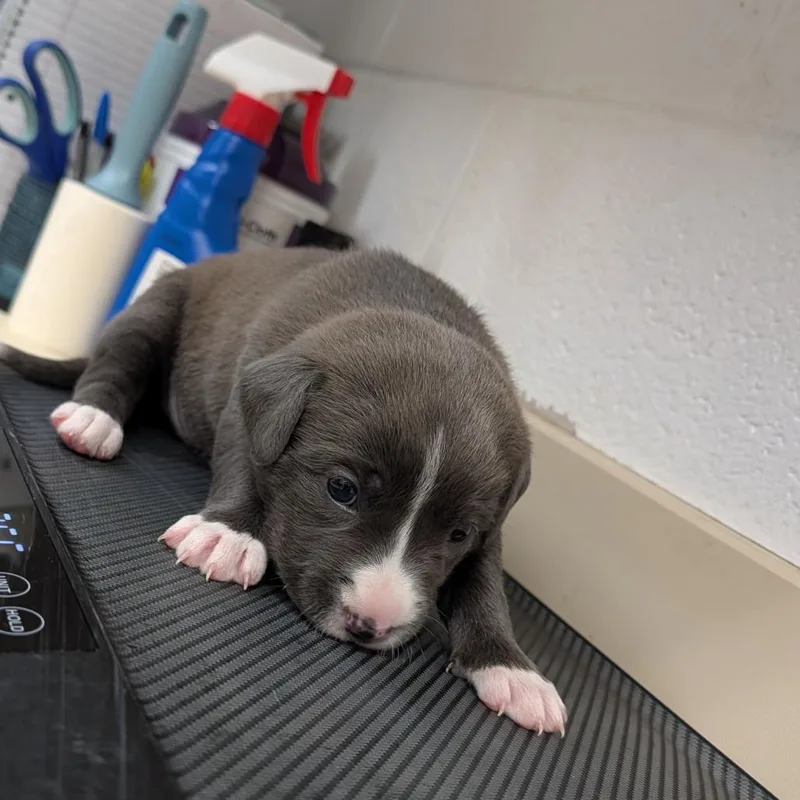 A baby small-sized female Gray / Blue / Silver Mixed Breed dog named Sugar Plum for adoption in Ardmore, OK