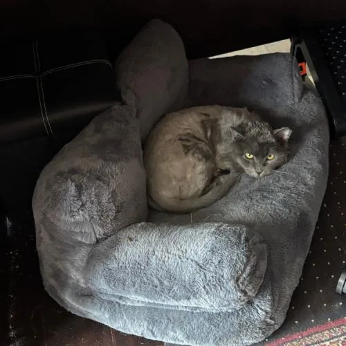 A young medium-sized male Gray / Blue / Silver Domestic Long Hair cat named Sloan for adoption in Kenosha, WI